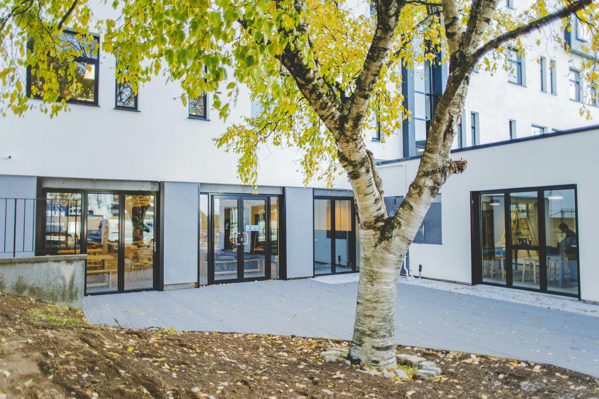 A tall tree with bright green and yellow leaves sits in the middle of a courtyard leading of the college Refectory and Student's Union.